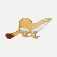 Weasel sticker, vintage animal illustration psd