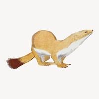 Weasel sticker, vintage animal illustration  vector