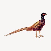 Ring-necked pheasant sticker, vintage animal illustration vector