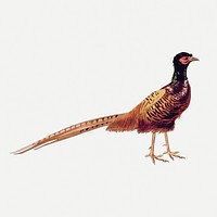 Ring-necked pheasant sticker, vintage animal illustration psd