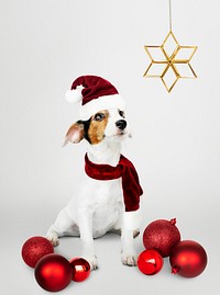 Adorable Jack Russell Retriever puppy wearing a Santa hat