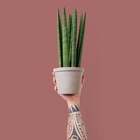 Tattooed hand holding potted houseplant succulent