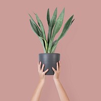 Woman hand holding a potted plant