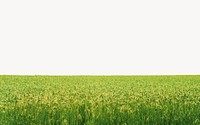 Green field border, nature landscape