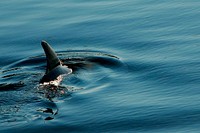 Dolphin&#39;s dorsal fin in ocean background