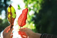 Hands holding dried leaves in sunlight