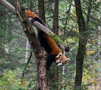 A red panda from the ZOO Ljubljana.. Original public domain image from <a href="https://commons.wikimedia.org/wiki/File:A_red_panda_from_the_ZOO_Ljubljana.jpg" target="_blank" rel="noopener noreferrer nofollow">Wikimedia Commons</a>