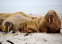 Herd of walrus at the beach. Original public domain image from <a href="https://commons.wikimedia.org/wiki/File:Odobenus_rosmarus_in_Smeerenburgbreen.jpg" target="_blank">Wikimedia Commons</a>