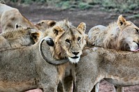 Pride of African lions licking each other and relaxing in Serengeti National Park. Original public domain image from Wikimedia Commons