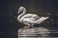 Water bird in the lake. Original public domain image from <a href="https://commons.wikimedia.org/wiki/File:Matthew_Henry_2016-01-06_(Unsplash).jpg" target="_blank">Wikimedia Commons</a>