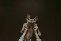 Hands lifting a French bulldog in the air on black background. Original public domain image from <a href="https://commons.wikimedia.org/wiki/File:Brooke_Cagle_2017_(Unsplash).jpg" target="_blank">Wikimedia Commons</a>