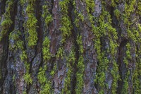 Close-up of green moss on the rough bark of a tree. Original public domain image from Wikimedia Commons