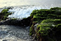 A close-up of sea waves crashing against mossy rocks. Original public domain image from <a href="https://commons.wikimedia.org/wiki/File:Mossy_shore_(Unsplash).jpg" target="_blank" rel="noopener noreferrer nofollow">Wikimedia Commons</a>