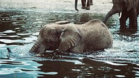 A playful baby elephant wading deep into the water with other elephants at the back. Original public domain image from Wikimedia Commons