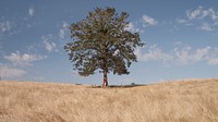 A distant shot of a person leaning against the trunk of a lone tree in a golden field. Original public domain image from Wikimedia Commons