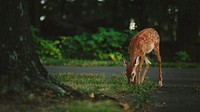 Deer grazing at night time. Original public domain image from Wikimedia Commons