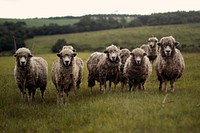 Sheep standing in a grassy field. Original public domain image from <a href="https://commons.wikimedia.org/wiki/File:Sheep_in_field_(Unsplash).jpg" target="_blank" rel="noopener noreferrer nofollow">Wikimedia Commons</a>