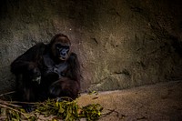 Gorilla sits alone by leaves in a stone enclosure at the zoo. Original public domain image from <a href="https://commons.wikimedia.org/wiki/File:Gorilla_at_the_Zoo_(Unsplash).jpg" target="_blank" rel="noopener noreferrer nofollow">Wikimedia Commons</a>