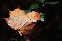 Rain drop on autumn leaf. Original public domain image from <a href="https://commons.wikimedia.org/wiki/File:Harli_Marten_2016-09-19_(Unsplash).jpg" target="_blank">Wikimedia Commons</a>