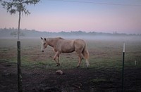 A palomino horse in a barbed wire enclosure on a misty morning. Original public domain image from Wikimedia Commons