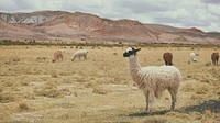 Llamas and alpacas grazing in desert. Original public domain image from <a href="https://commons.wikimedia.org/wiki/File:Wildlife_Grazing_(Unsplash).jpg" target="_blank">Wikimedia Commons</a>