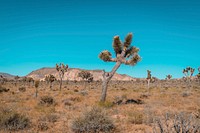 Hot summer day in the desolate desert of Joshua Tree. Original public domain image from Wikimedia Commons
