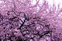 Cherry blossom tree background. Original public domain image from <a href="https://commons.wikimedia.org/wiki/File:Bucharest,_Romania_(Unsplash_6N9-rhiTlKI).jpg" target="_blank">Wikimedia Commons</a>