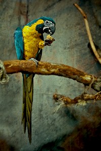 Blue &amp; yellow parrot eating on branch. Original public domain image from <a href="https://commons.wikimedia.org/wiki/File:Hungry_Parrot_(Unsplash).jpg" target="_blank">Wikimedia Commons</a>