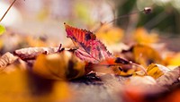Autumn wallpaper. Original public domain image from <a href="https://commons.wikimedia.org/wiki/File:Chatham,_United_Kingdom_(Unsplash).jpg" target="_blank">Wikimedia Commons</a>