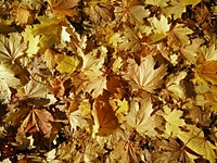 Autumn yellow leaves. Original public domain image from <a href="https://commons.wikimedia.org/wiki/File:Farr%C3%B2,_Italy_(Unsplash).jpg" target="_blank">Wikimedia Commons</a>