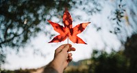 Red maple leaf. Original public domain image from Wikimedia Commons