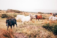 A herd of ponies walking through autumn grasses and shrubs. Original public domain image from <a href="https://commons.wikimedia.org/wiki/File:Pony_herd_in_the_autumn_(Unsplash).jpg" target="_blank" rel="noopener noreferrer nofollow">Wikimedia Commons</a>