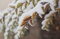 A close up of snow on leaves and branches in the winter in Romania. Original public domain image from <a href="https://commons.wikimedia.org/wiki/File:Snow_covered_leaves_on_a_branch_(Unsplash).jpg" target="_blank" rel="noopener noreferrer nofollow">Wikimedia Commons</a>
