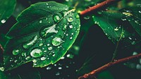 Water droplets on green leaf. Original public domain image from <a href="https://commons.wikimedia.org/wiki/File:Individual_Raindrops_(Unsplash).jpg" target="_blank">Wikimedia Commons</a>