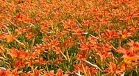 A large patch of orange lilies. Original public domain image from Wikimedia Commons