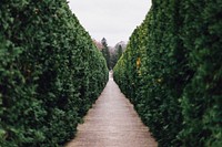 A green hedge alley with a pathway,<br /><br />Original public domain image from <a href="https://commons.wikimedia.org/wiki/File:Allerton_Park_and_Retreat_Center,_Monticello,_United_States_(Unsplash).jpg" target="_blank">Wikimedia Commons</a>
