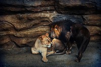 A male lion sniffing a female lion near a rocky face. Original public domain image from Wikimedia Commons