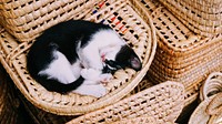 Black and white kitten curled up and sleeping in woven wicker basket. Original public domain image from Wikimedia Commons