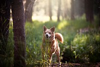 Happy dog running in park. Original public domain image from <a href="https://commons.wikimedia.org/wiki/File:Yosemite_National_Park,_United_States_(Unsplash_KECL1sCTi9w).jpg" target="_blank">Wikimedia Commons</a>