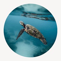 Sea turtle circle shape badge, animal photo