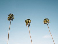 Three palm trees against the sky in San Diego. Original public domain image from Wikimedia Commons