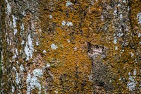 Close-up of dark yellow moss on tree bark. Original public domain image from <a href="https://commons.wikimedia.org/wiki/File:Mar%C3%ADlia,_Brazil_(Unsplash_Cf9V7tS2OeE).jpg" target="_blank" rel="noopener noreferrer nofollow">Wikimedia Commons</a>