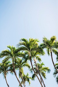 Palm trees of Key West. Original public domain image from Wikimedia Commons