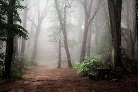 Misty and mystical isolated forest scene in Fruška Gora. Original public domain image from <a href="https://commons.wikimedia.org/wiki/File:Misty_woods_(Unsplash).jpg" target="_blank" rel="noopener noreferrer nofollow">Wikimedia Commons</a>