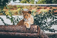 A female lion sitting on a wooden structure in a zoo. Original public domain image from <a href="https://commons.wikimedia.org/wiki/File:Lioness_on_logs_(Unsplash).jpg" target="_blank">Wikimedia Commons</a>