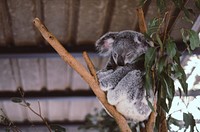 Koala bear sleeping in eucalyptus tree branch. Original public domain image from Wikimedia Commons
