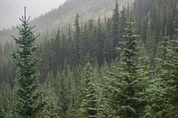 Tall coniferous trees in a forest near Mount Belford. Original public domain image from Wikimedia Commons