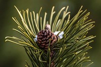 Pine cone visible between pine needles, on a bed of snow. Original public domain image from Wikimedia Commons