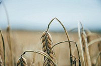 Dry grains of wheat bow die at the end of the harvest. Original public domain image from Wikimedia Commons