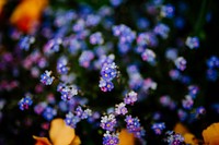Purple forget me not. Original public domain image from <a href="https://commons.wikimedia.org/wiki/File:Dimitri_Tyan_2017-05-19_(Unsplash).jpg" target="_blank">Wikimedia Commons</a>